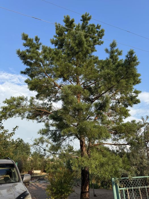 Продам дачу с/о Огонек