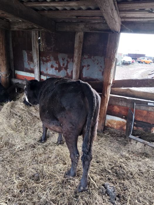 Продам мясных быков