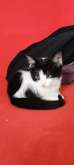 Отдам Котенка в хорошие руки