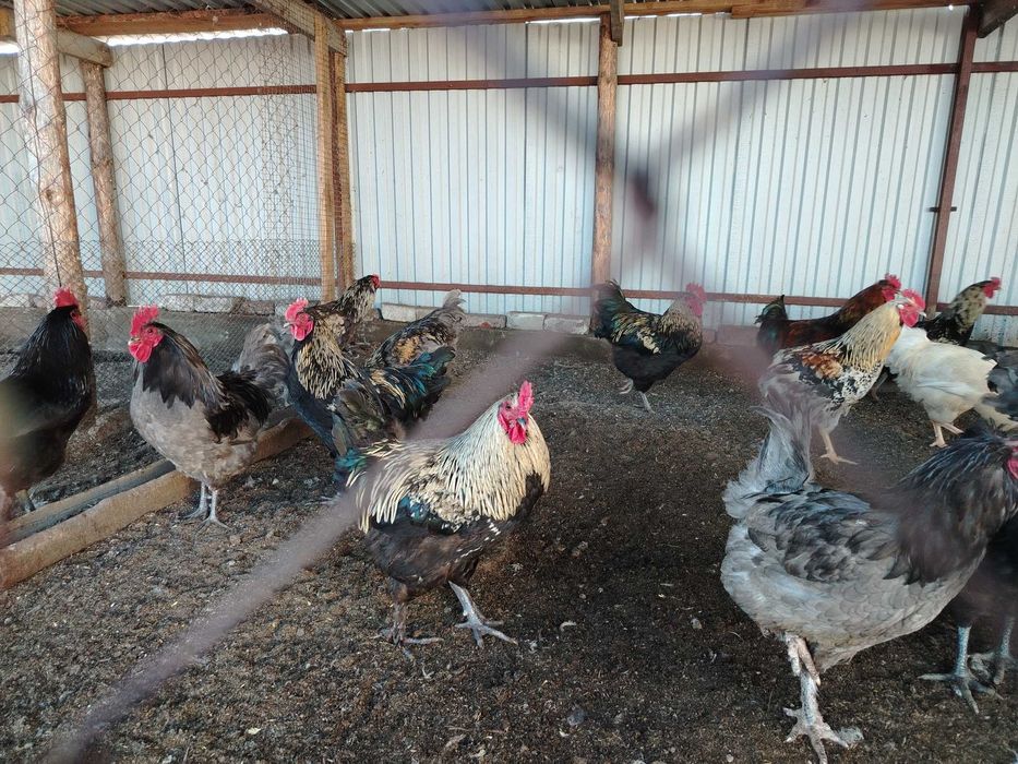 Крупные, молодые петушки