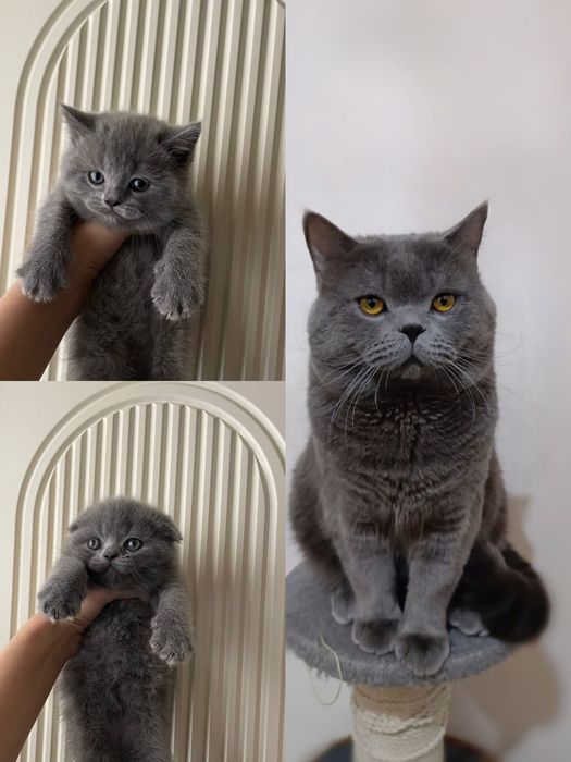 Продажа. Кот породы скоттиш страйт Барни 2 года.