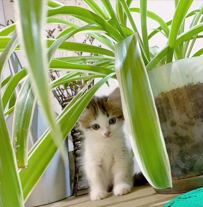 Отдам котенка в добрые руки