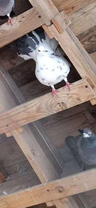 Porumbei voltati