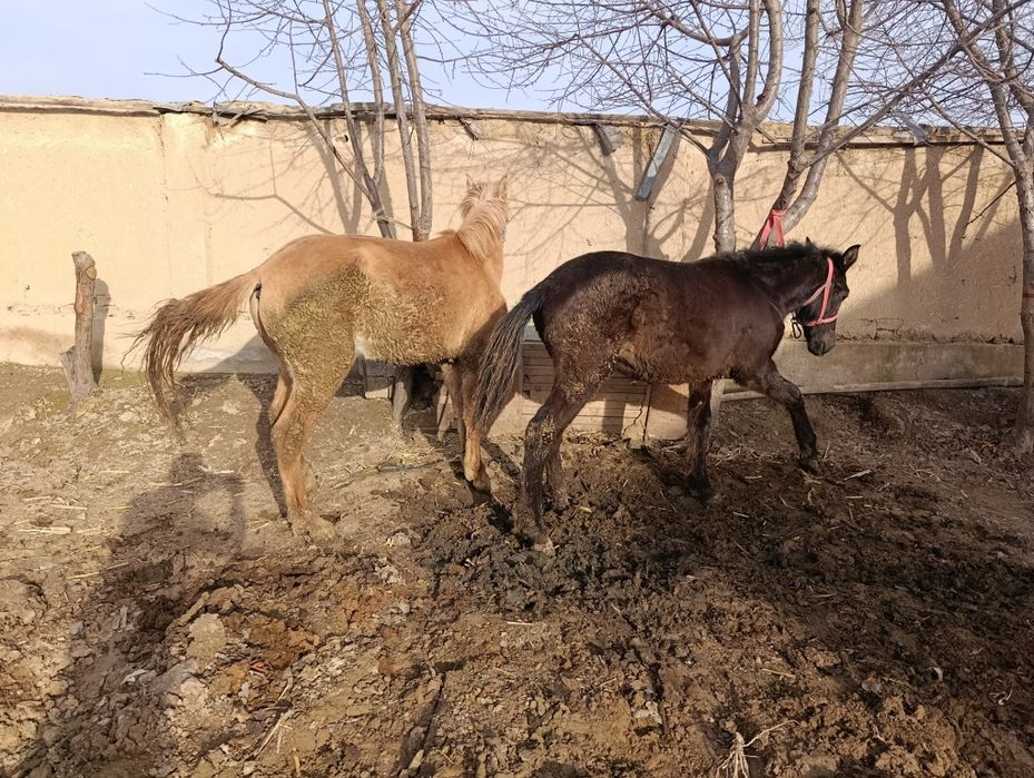 Yosh toylar sotiladi