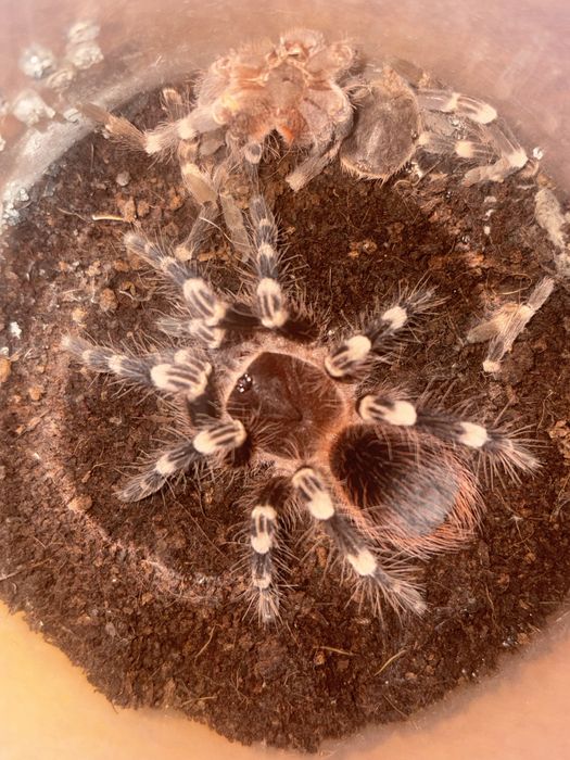 Паук птицеед. Acanthoscurria geniculata