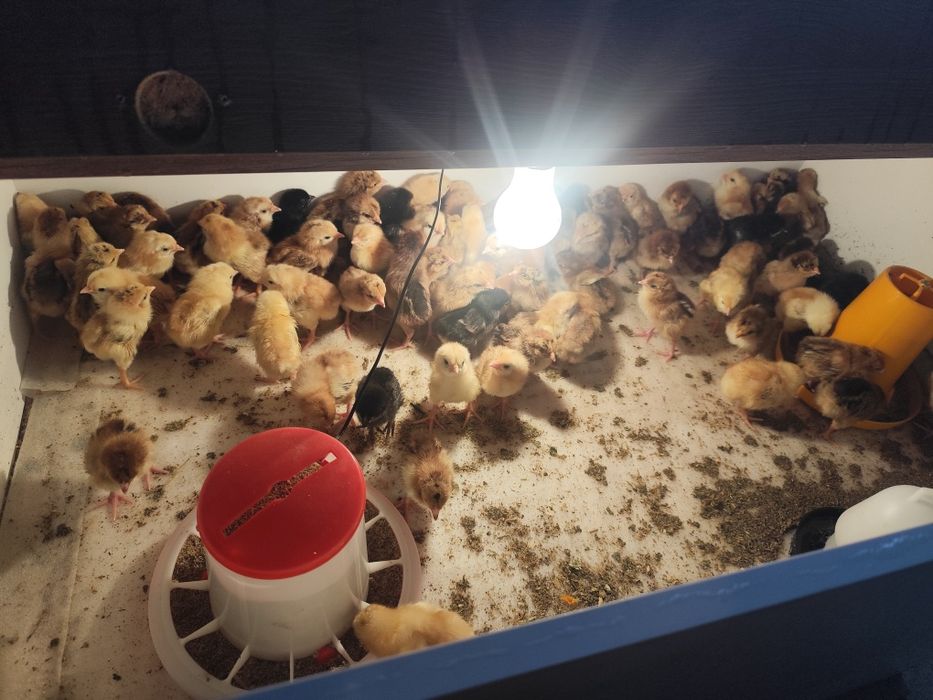 Балапан цыплята кучински