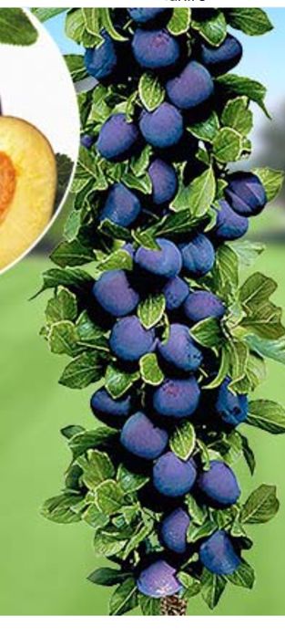 Pomi fructiferi si arbuști