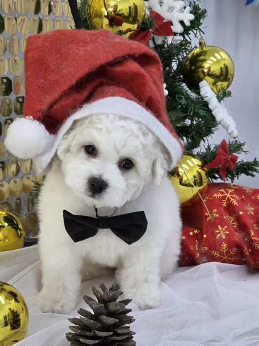 Щенки бишон фризе