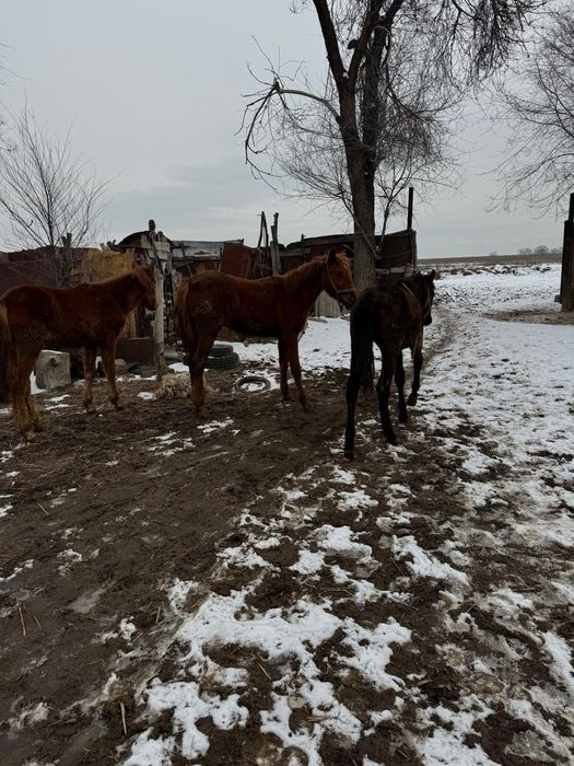 Тай жабағы тайлар