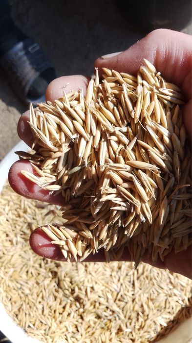 Vand ovaz de semanat