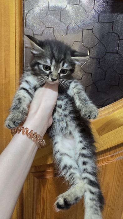 Отдам котят в хорошие руки