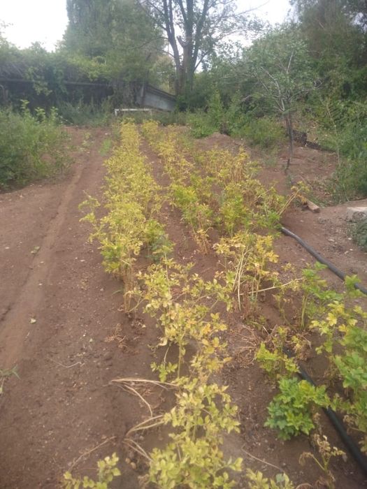 Дача в ТЭЦ 1 в хорошем состоянии