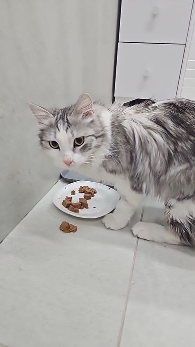 Котик мальчик кастрирован