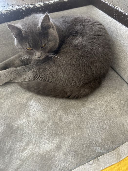 Отдам Кота в Добрые руки