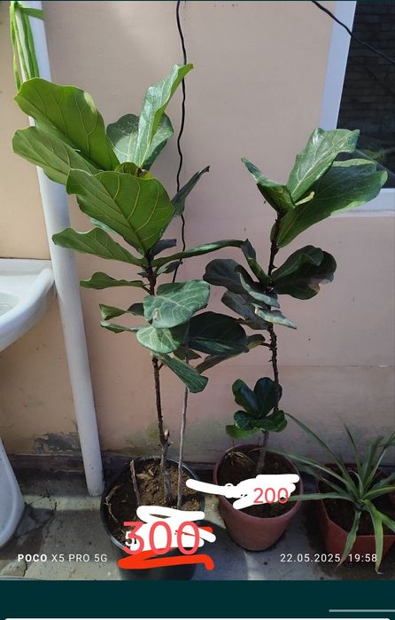 Домашние цветы  алиандир