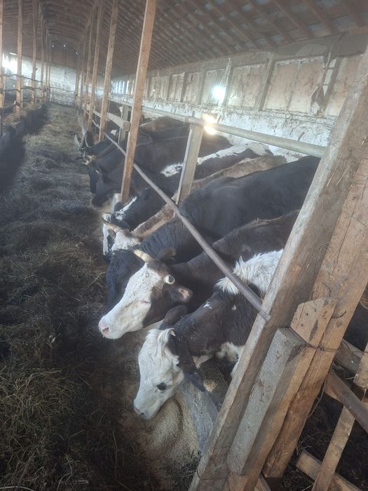 vaci, vaca cu vitel, vaci gestante, junici