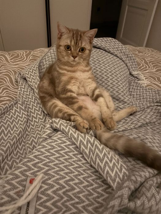 Шотландская кошечка