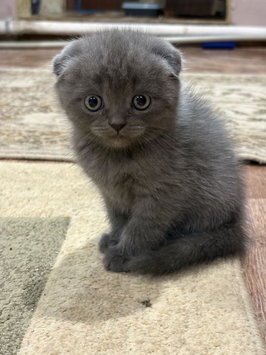 Британский котенок