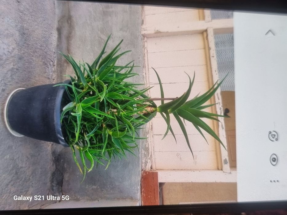 Комнатные растения