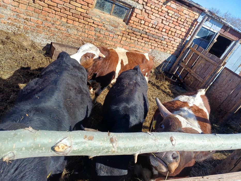 Продам 4 быка возраст  1год 2 месяца