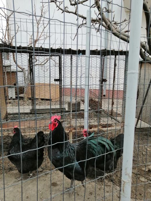 Vand pui de gaina Australop si Plaimuth si oua