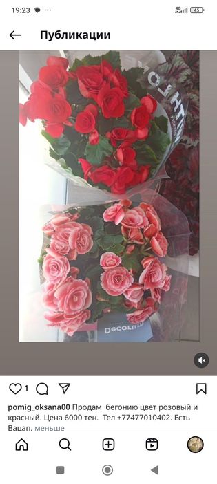 Цветы-Орхидея, Бигония, Антуриум