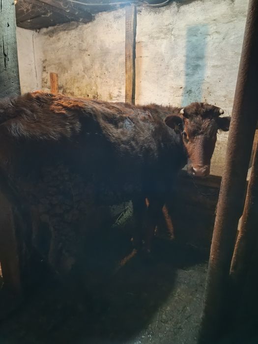 Продаю два бычка две телки