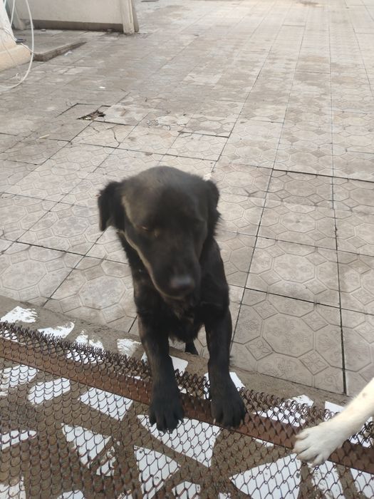 Ит сатылады өте сүйкімді ит ұл