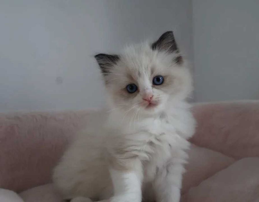 Котёнок породы рэгдолл