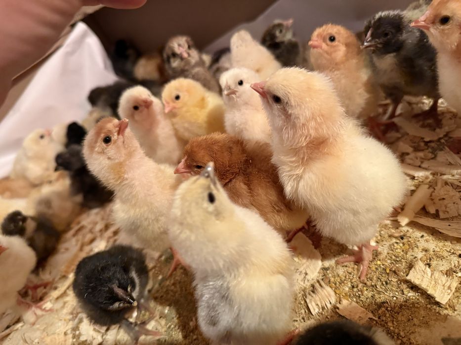 Суточные цыплята разных парод