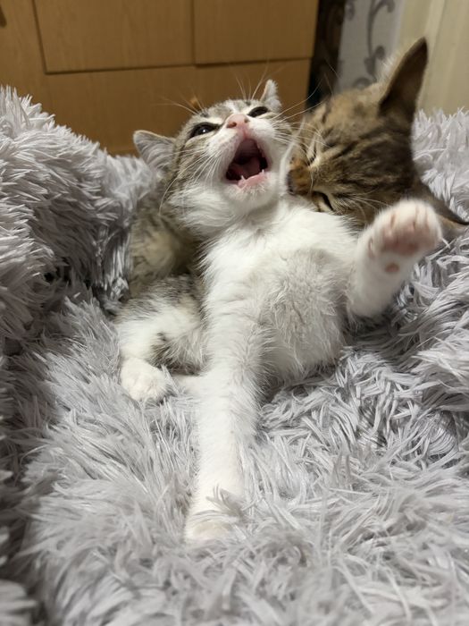 Котята в добрые руки мальчики