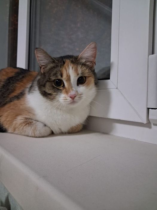 Кошка в добрые руки