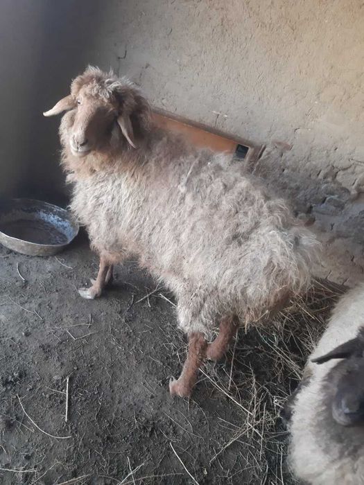 Кой сатылады 2,5 млн