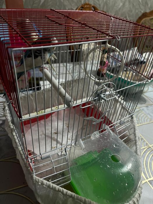 Продам волнисти попугай