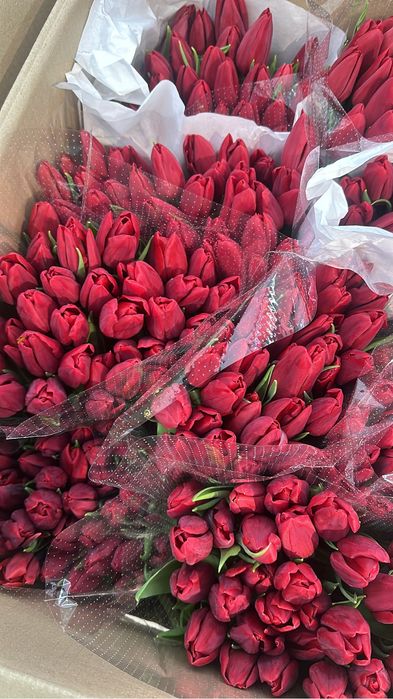 Тюльпаны оптом и в розницу