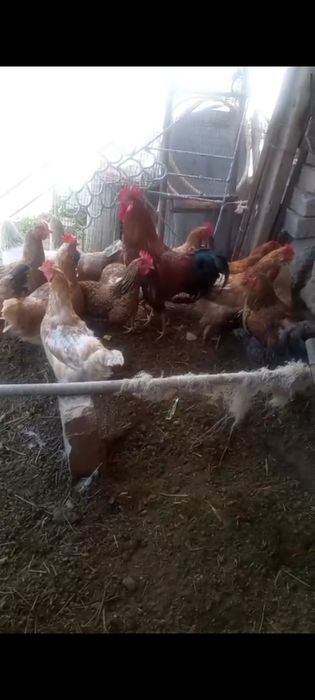 Тауық тауық тауық