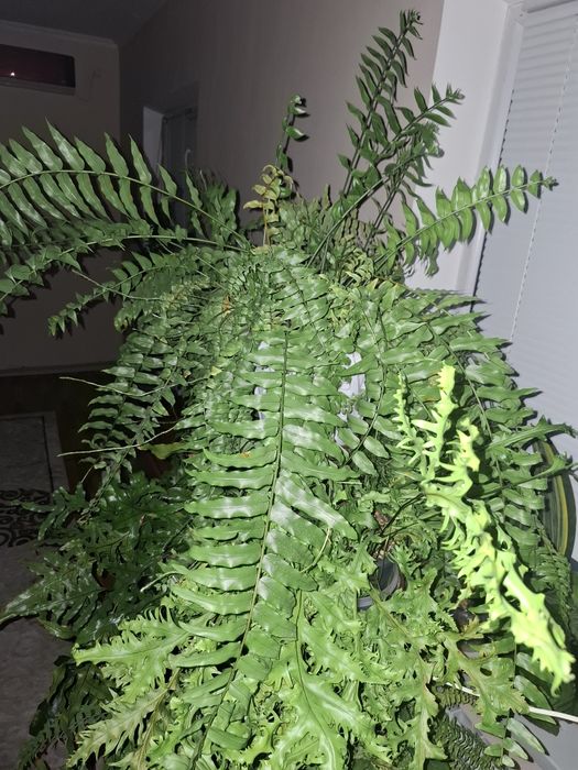 Нефролепис Мачо.