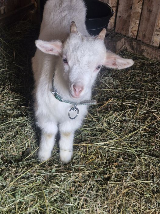 Iezi de vanzare viu sau carcasa