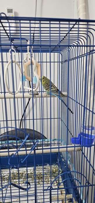 Продам попугая с клеткой