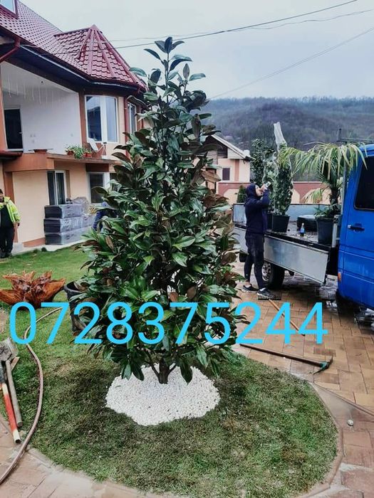 Arțar magnolia pom pon photinia Tei