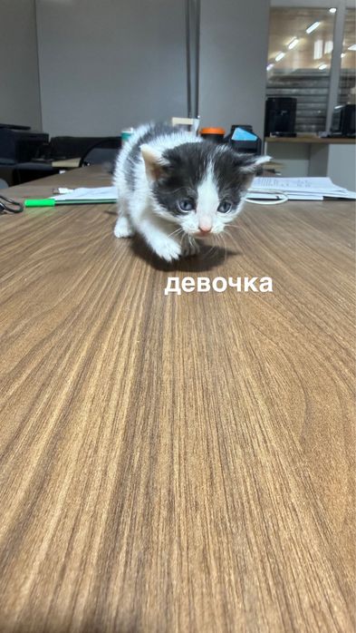 Котята беспллатно