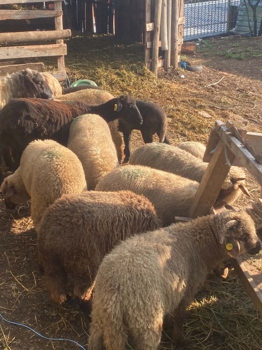 Vând 12 miei și 2 oi fătate și un berbec