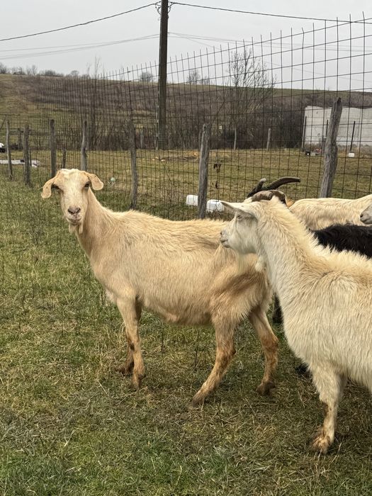 Capre gestante de vanzare