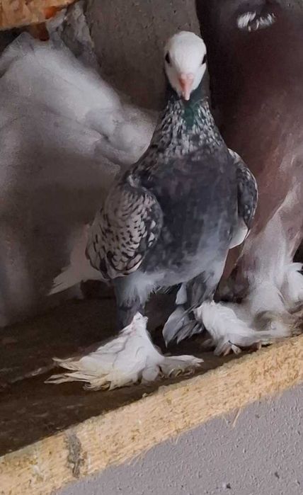 dau și eu această femelă ,cine dorește...