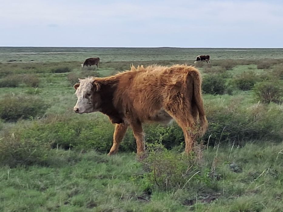 Бычок, торпак оптом бычки естть
