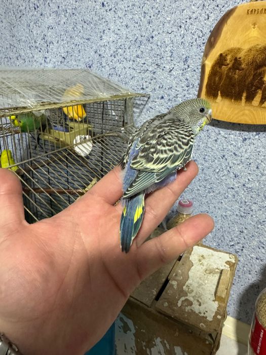 Попугай волнистый