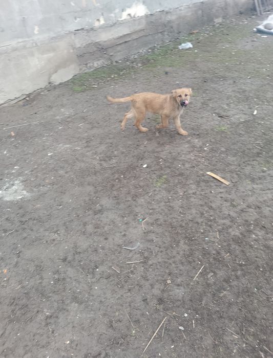 Күшік бар кімге керек