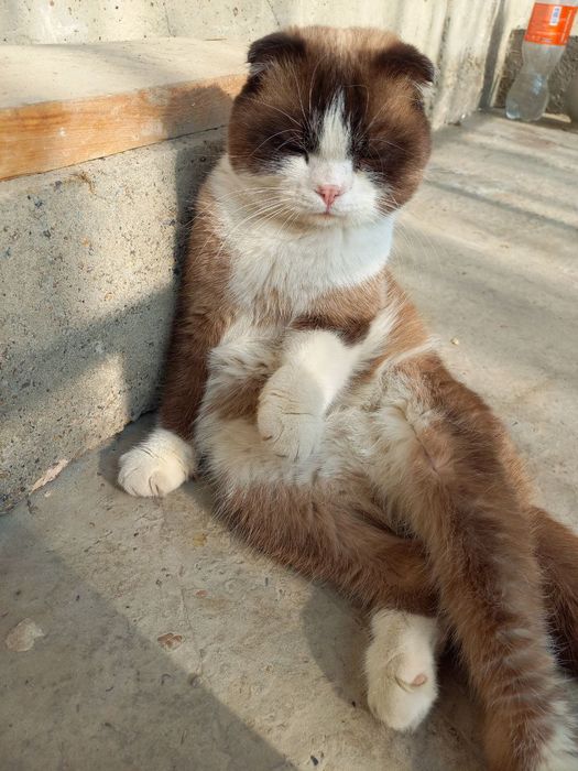 Продается породистый кот веслоухий 9 месяцев