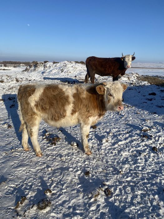 Продам теленка бычок