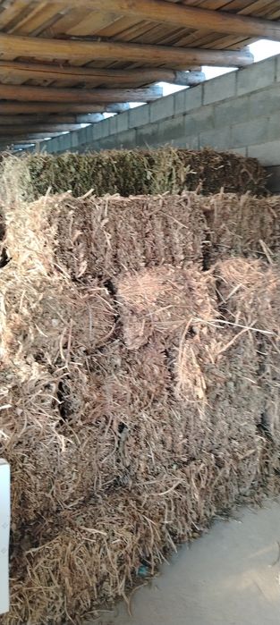 Yeryongoq pris sotiladi ASAKA